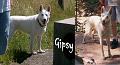 Gipsy_0016